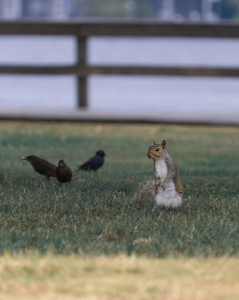 Cute Grey Squirrel Bird Friends Grass Park — Stock Photo, Image