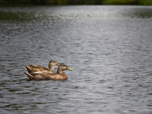 Female Mallard Ducks Relaxing Water Light — Fotografia de Stock