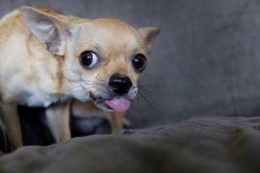 Tatlı, iri gözlü Meksika chihuahua köpeği. Köpek kameraya bakıyor. Stüdyo çekimi. Boşluğu Kopyala