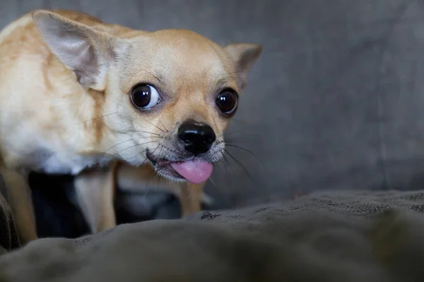 Cute Mexican wide-eyed chihuahua dog with tongue out. Dog looking to camera. Studio Shot. Copy Space