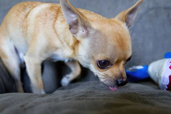 Little Chihuahua Sticks Out Pink Tongue Blue White Toy — Fotografia de Stock