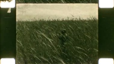 16mm film. Belarus, Krichev, 1970 'ler. Çavdar tarlasında buketi olan bir çocuk.