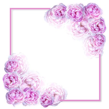 Pembe çiçeğin çiçek kompozisyonu. Beyaz arka planda çiçek açan çerçeveden yapılmış. Düz yatış, üst görünüm. 