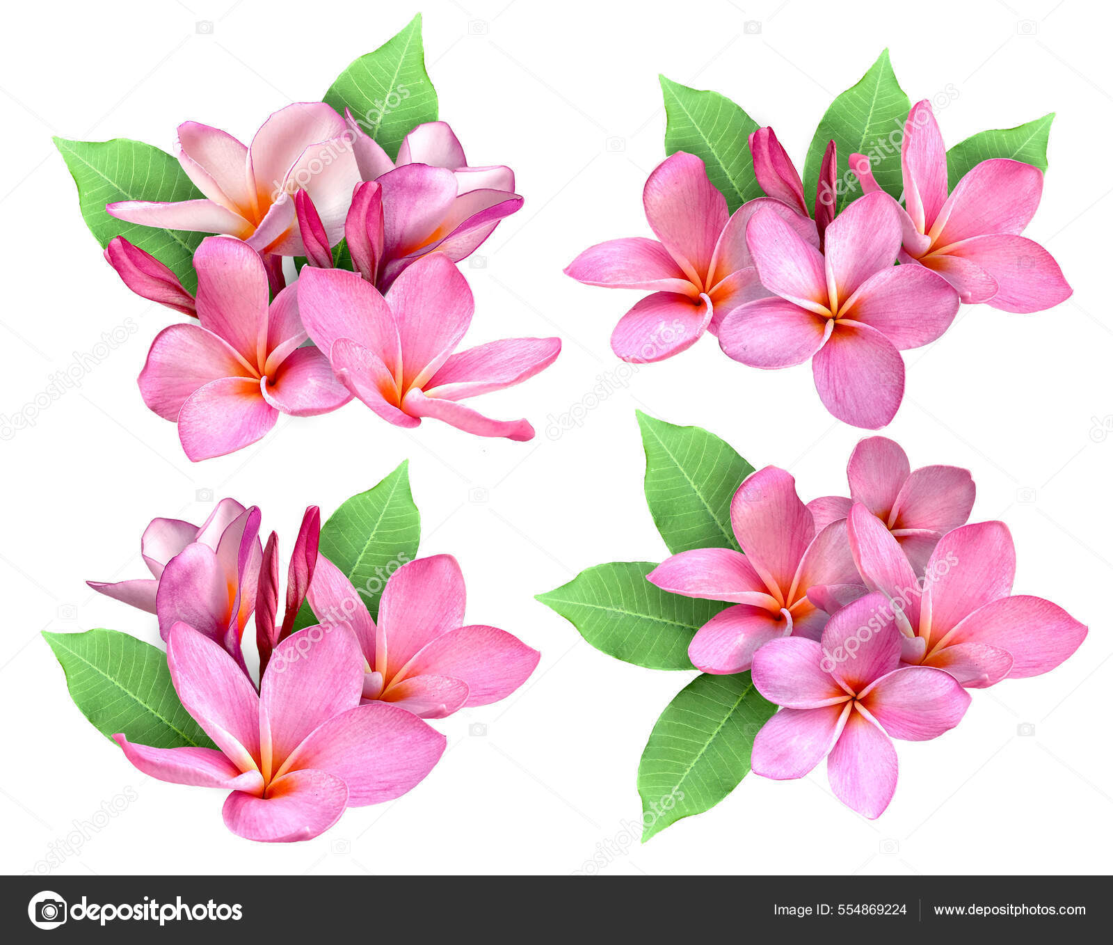 Розовый Цветок Plumeria Frangipani Цветок Изолированный Белый Фон.
