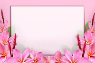 Pembe Plumeria çiçek çerçevesinde boş beyaz kağıt, düz konum, üst görünüm