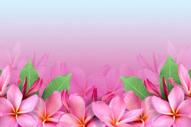 Çiçek çerçevesi, pembe Plumeria veya frangipani çiçeği ve yeşil yapraklar mevsimsel konseptte çiçek sınırı. Boşluğu kopyala.