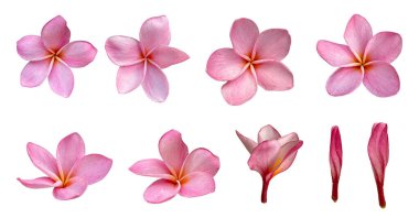 Pembe Plumeria çiçeği veya frangipani çiçeği izole edilmiş beyaz arkaplan