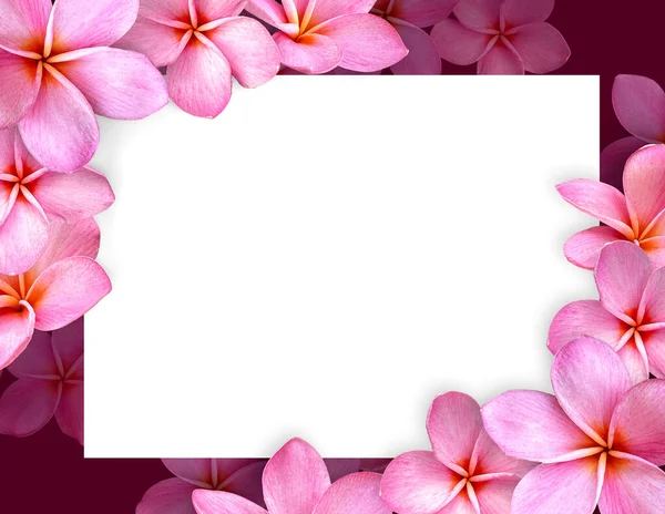 Порожній Білий Папір Порожній Квітковій Рамці Pink Plumeria Плоский Ліжко — стокове фото