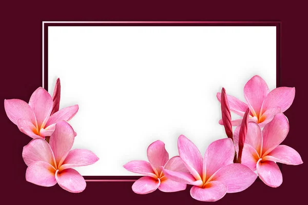 Порожній Білий Папір Порожній Квітковій Рамці Pink Plumeria Плоский Ліжко — стокове фото