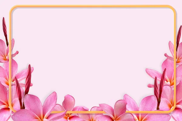 Порожній Білий Папір Порожній Квітковій Рамці Pink Plumeria Плоский Ліжко — стокове фото