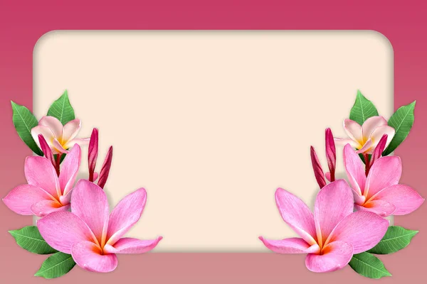 Κενό Λευκό Χαρτί Κενό Ροζ Πλαίσιο Λουλουδιών Plumeria Επίπεδο Lay — Φωτογραφία Αρχείου
