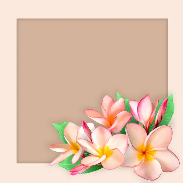 Empty White Paper Blank Pink Plumeria Flower Frame Flat Lay — Stock Photo, Image