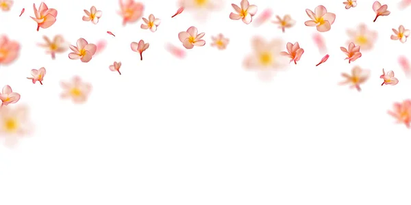 Природні Падаючі Рожеві Пелюстки Квітів Весняний Фон Квіткою Франгіпані Квіти — стокове фото