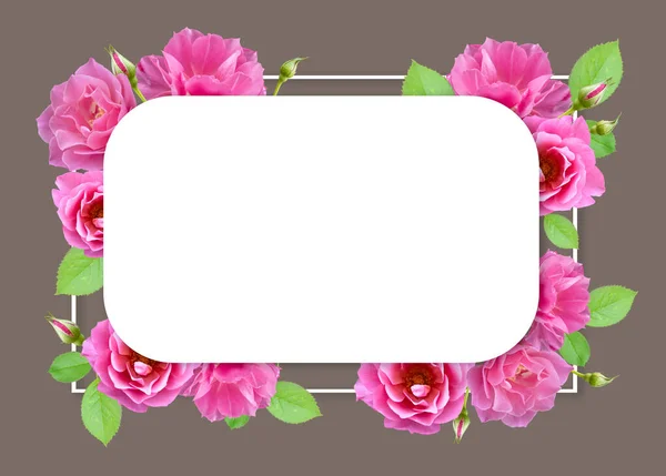Розташування Красивих Троянд Квіткові Троянди Обрамлені Рожевим Фоном Пастелі День — стокове фото