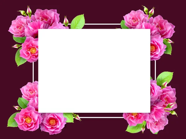 Σύνθεση Όμορφα Τριαντάφυλλα Λουλούδι Τριαντάφυλλα Πλαίσιο Ροζ Παστέλ Φόντο Ημέρα — Φωτογραφία Αρχείου
