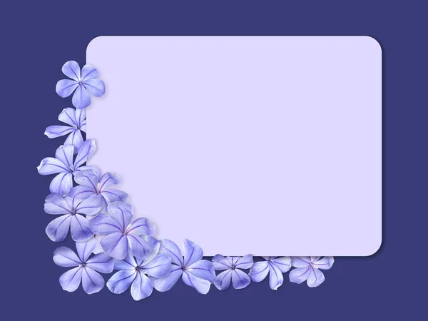 Прекрасні Фіолетові Квіти Фіолетова Рамка Hydrangea День Матері День Святого — стокове фото