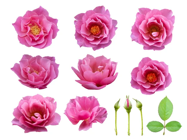 Рожевий Цвіт Троянд Рожева Троянда Привітання Листівки Весілля Або Валентина — стокове фото