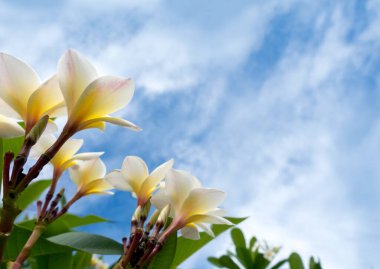 Beyaz tesisat. Plumeria çiçekleri. Plumeria ağacında beyaz tesisat..