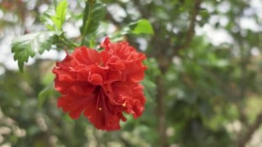 Hawaii amblemi bahçede sallanıyor.