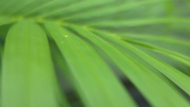 Yeşil yaprak yeşil yapraklar, doli tekniği tarafından üflendi.