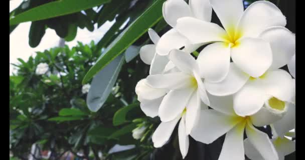 庭の白いフランジパニの花の終わり — ストック動画