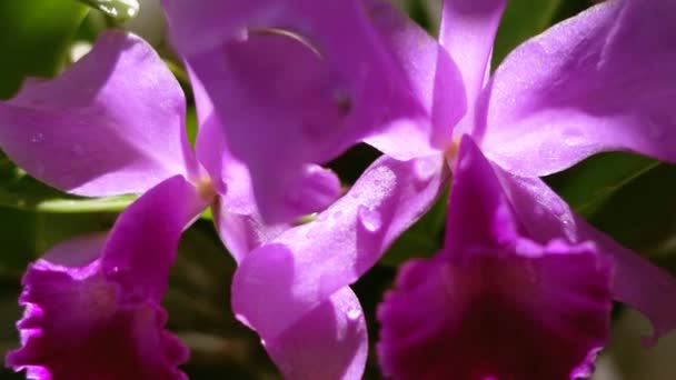 Purpurová Orchidej Květina Detailní Záběr — Stock video