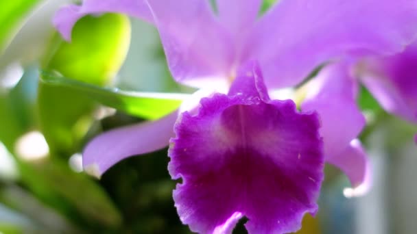 Purpurová Orchidej Květina Detailní Záběr — Stock video