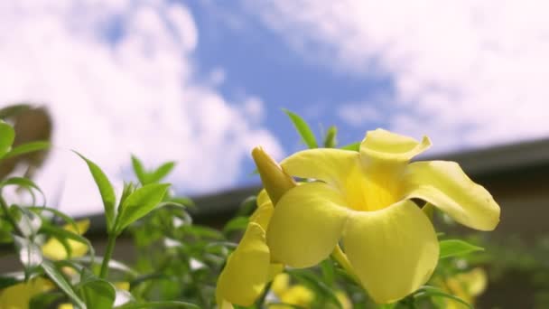 Κίτρινα Λουλούδια Στον Κήπο Φωτεινό Φόντο Του Ουρανού — Αρχείο Βίντεο
