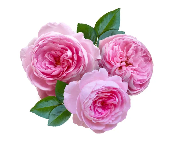 Рожева Троянда Квіткова Композиція Ізольована Білому Тлі — стокове фото
