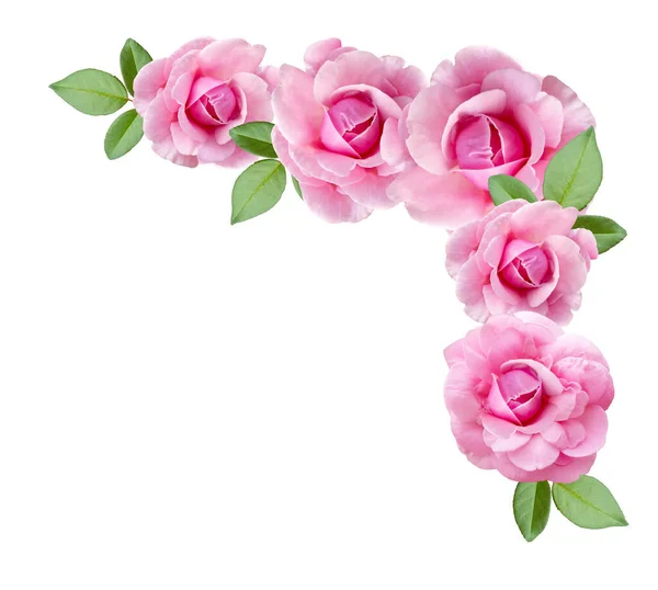 Рожеві Троянди Квіти Бутони Кутку Розташування Ізольовані Білому Тлі Вид — стокове фото