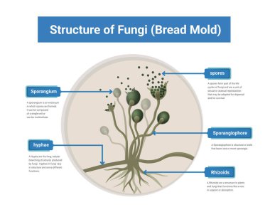 Rhizopus kalıbı, ekmek kalıbı, siyah mantar, illüstrasyon. Deri, burun sinüsleri, beyin ve akciğerleri kapsayan mukoza neden olan fırsat mantarları. 
