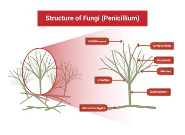 Penisilyum yapısı, optik mikroskop altında deri içeren mukoza neden olan fırsatçı mantarlar, beyaz arka planda izole edilmiş..