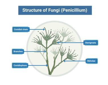 Penicillium 'un yapısı. Beyaz arkaplanda izole edilmiş konidiyofor ve konidium içeren miselyum