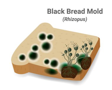 Ekmek kalıbının yakın plan çizimi, ekmek tabaklarında siyah mantar ortaya çıkar. Rhizopus Stolonifer (küf) konukçunun besinlerini kullanmak ve emmek için lifli bir yapıya sahiptir ve kötü kokuya ve zararlı bir yapıya sahiptir. Vektör.