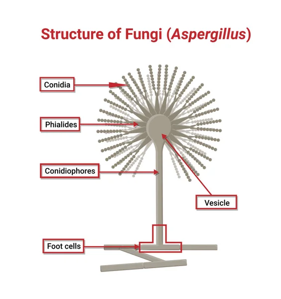 Beyaz arkaplanda izole edilmiş optik mikroskop altında Aspergillus 'un yapısı ve fizyolojisi.