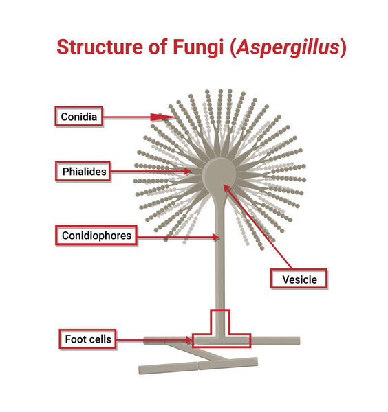 Structure and Physiology of Aspergillus under the optical microscope isolated on white background.