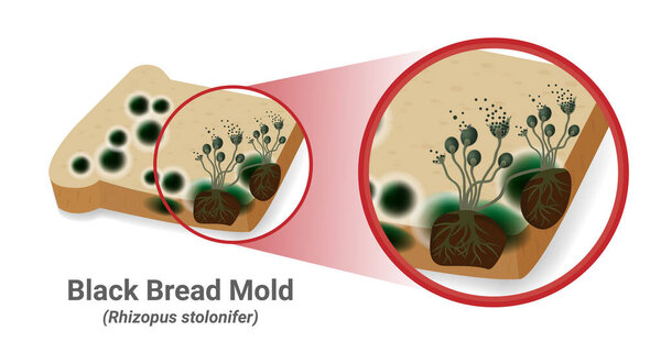 Close-up illustration of bread mold, black fungus occur on bread plates. Rhizopus Stolonifer (mold) has a fiber structure to use and absorb nutrients from the host, causing bad smell and harmful. Vector.