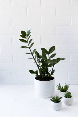 Beyaz tuğla bir duvara karşı seramik tepelerde zamioculcas ve sulular. ev bahçe işleri.