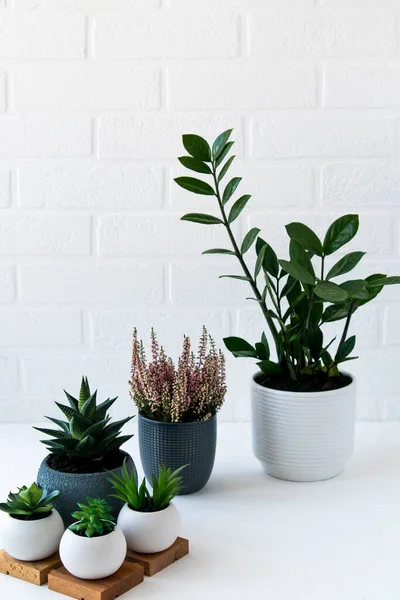 Verzamelen Van Verschillende Kamerplanten Vetplanten Verschillende Potten Een Witte Tafel — Stockfoto