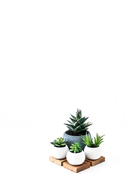Evergreen Succulents Cactus Keraic Pots Wooden Podium White Background Copy — Foto Stock