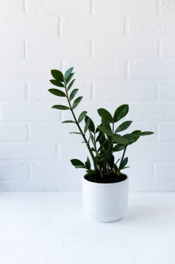 Beyaz tuğla duvarın karşısındaki masada duran beyaz seramik bir tencerede su damlaları bulunan zamiokulkalar.