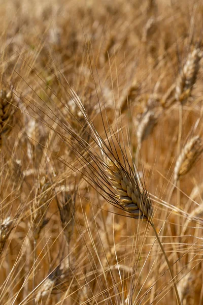 Campo coltivato a grano antico triticom dicoccum detto anche farro pianta della famiglia delle Poaceae utilizzato nell 'alimentazione umana fin neolitico
