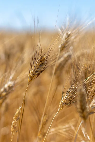 Campo coltivato a grano antico triticom dicoccum detto anche farro pianta della famiglia delle Poaceae utilizzato nell 'alimentazione umana fin neolitico