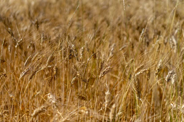 Campo coltivato a grano antico triticom dicoccum detto anche farro pianta della famiglia delle Poaceae utilizzato nell 'alimentazione umana fin neolitico