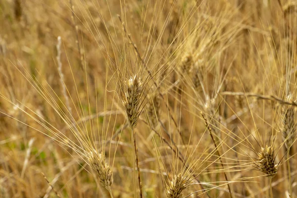 Campo Coltivato Grano Antico Triticom Dicoccum Detto Anche Farro Pianta — Stockfoto