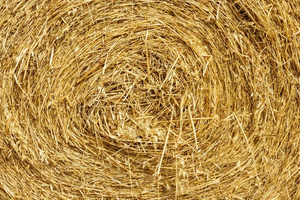 covoni dorati di fieno di grano  antico Triticom Dicoccum detto anche farro in una assolata giornata di giugno