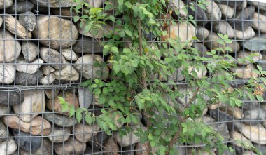 piccolo cespuglio tra le pietre