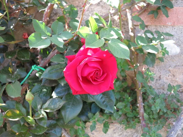 rosa rossa su muro