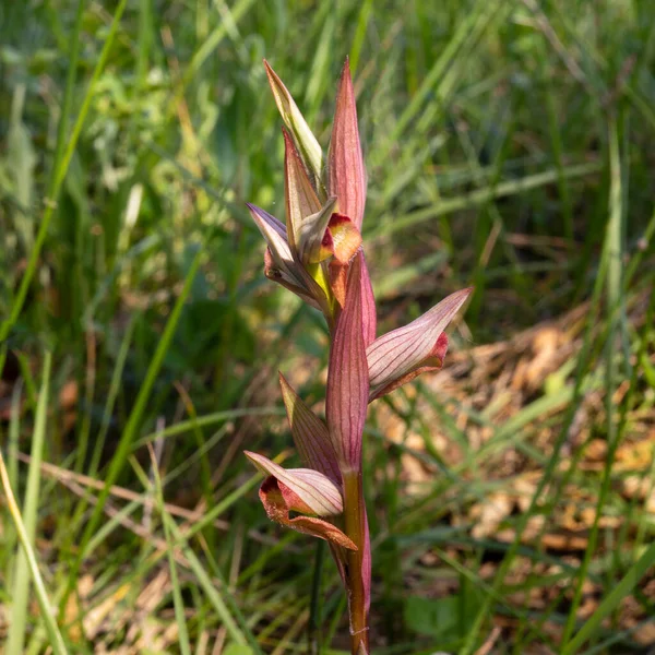Foto Macro Orchidea Serapias Parviflora — Foto de Stock