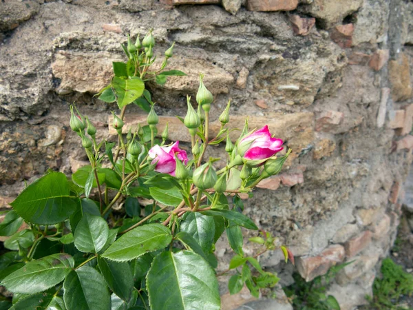 ramo di rose su muro